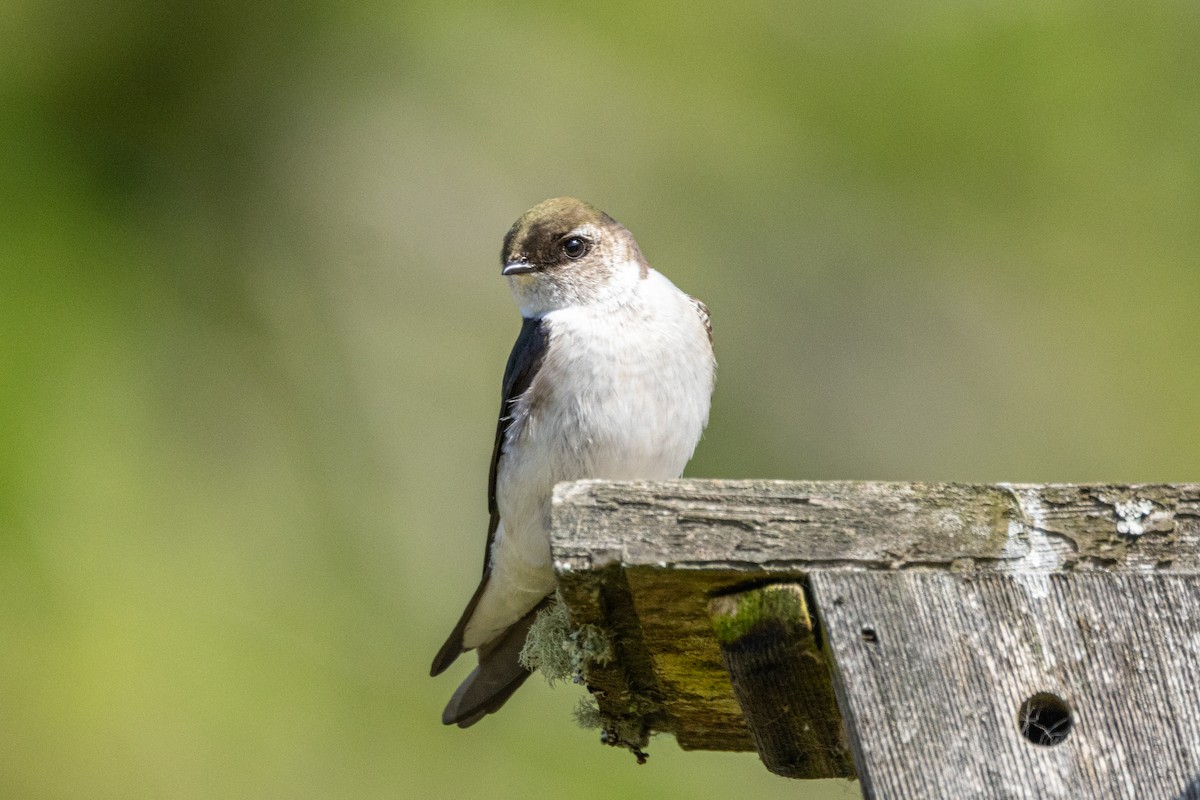 Violet-green Swallow - ML646436512