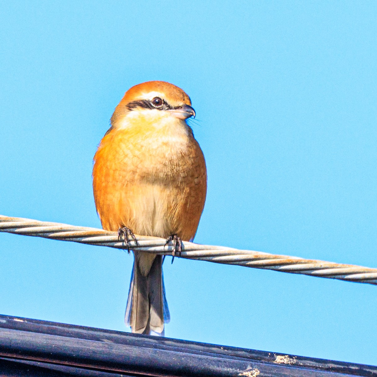 Bull-headed Shrike - ML646436513