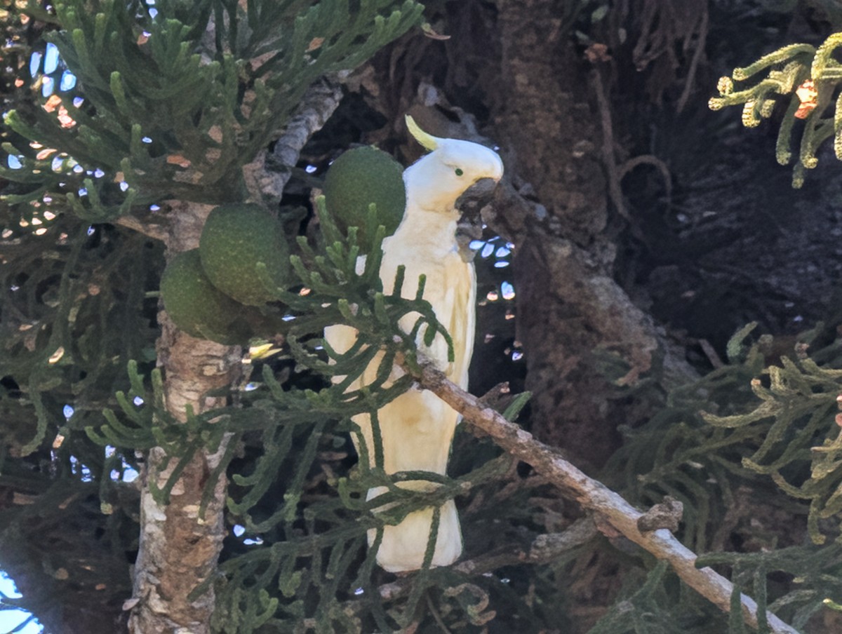 Sulphur-crested Cockatoo - ML646436516