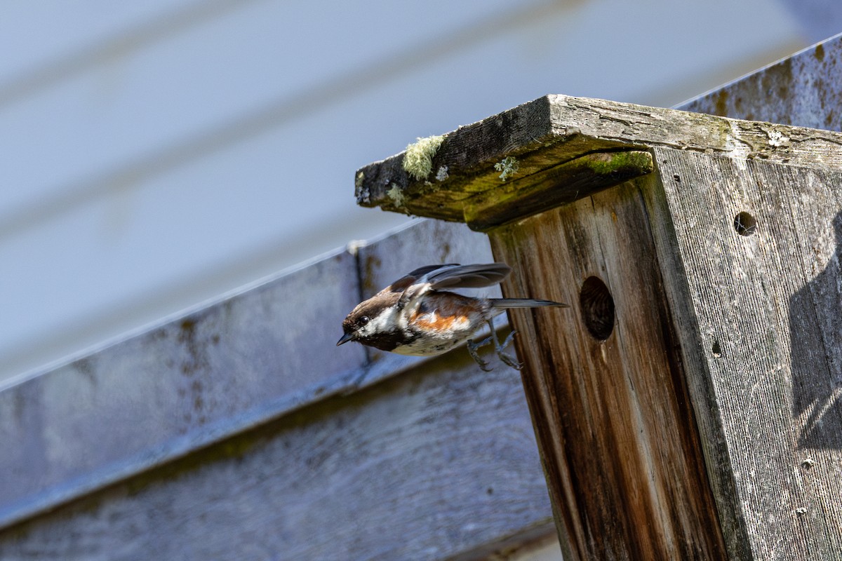 Chestnut-backed Chickadee - ML646436517