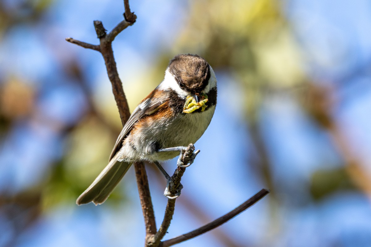 Chestnut-backed Chickadee - ML646436519