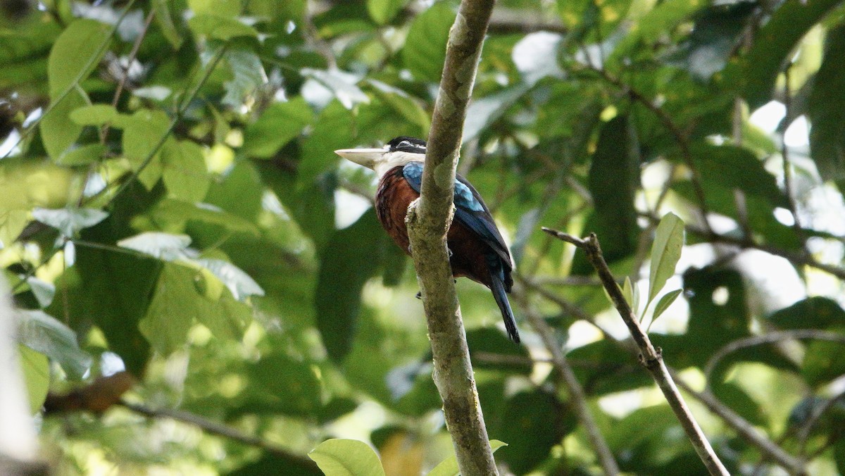 Rufous-bellied Kookaburra - ML646436520