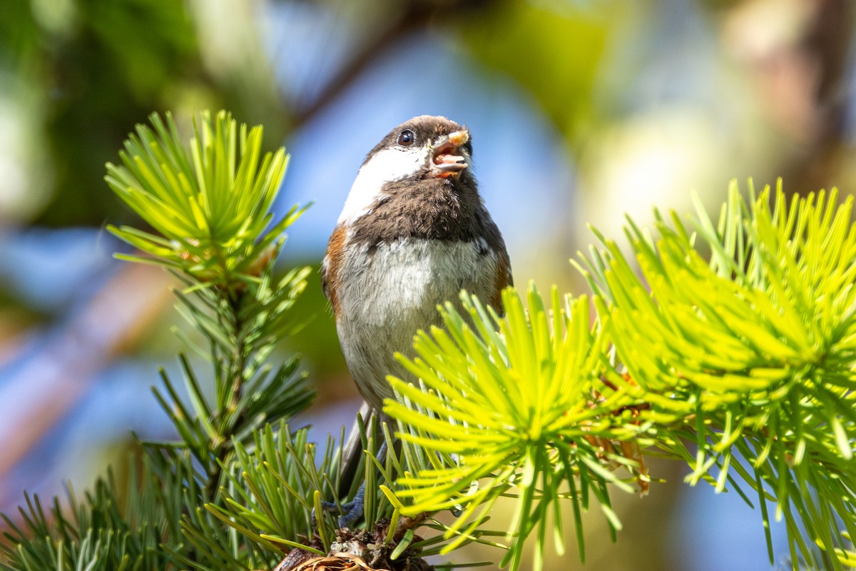 Chestnut-backed Chickadee - ML646436521