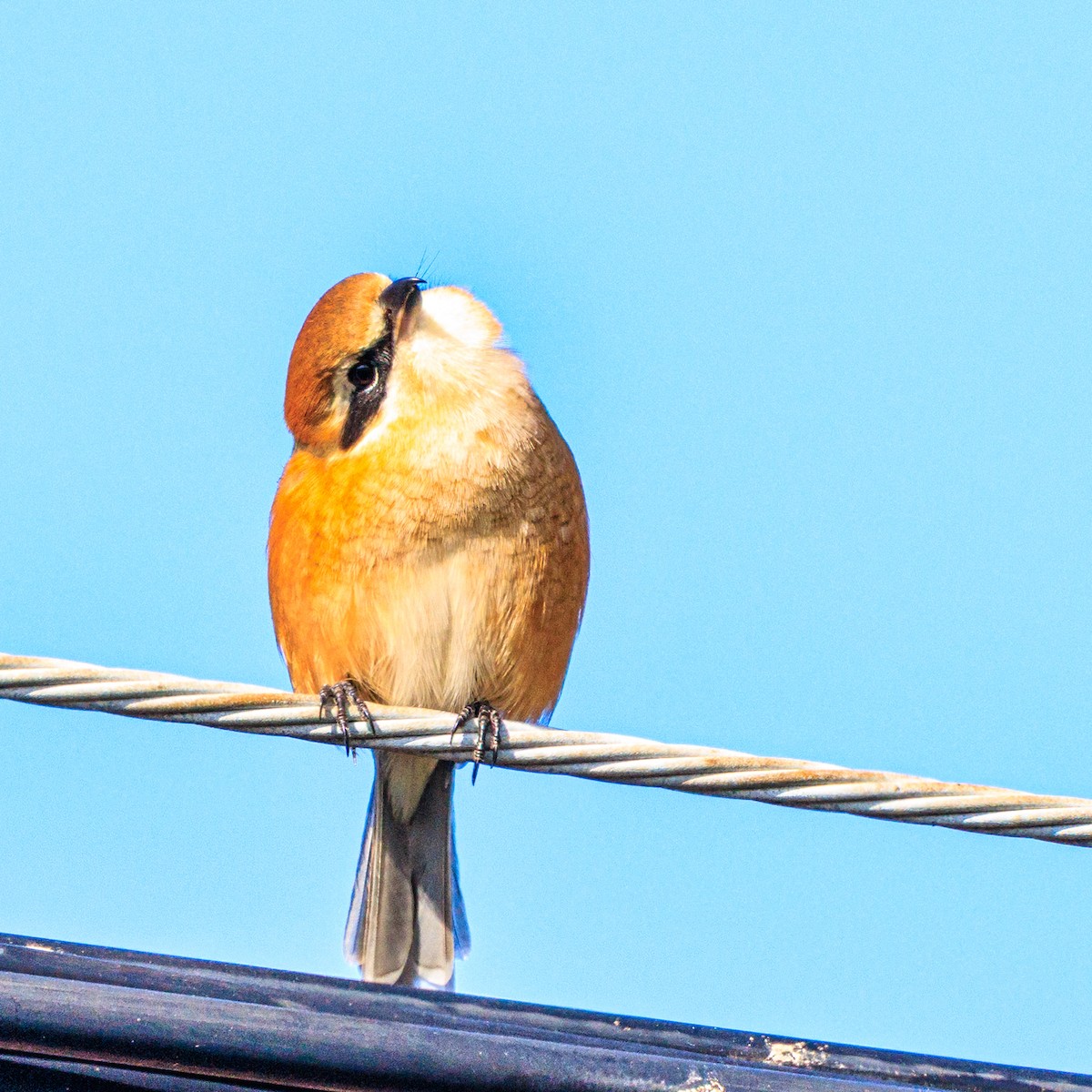 Bull-headed Shrike - ML646436522