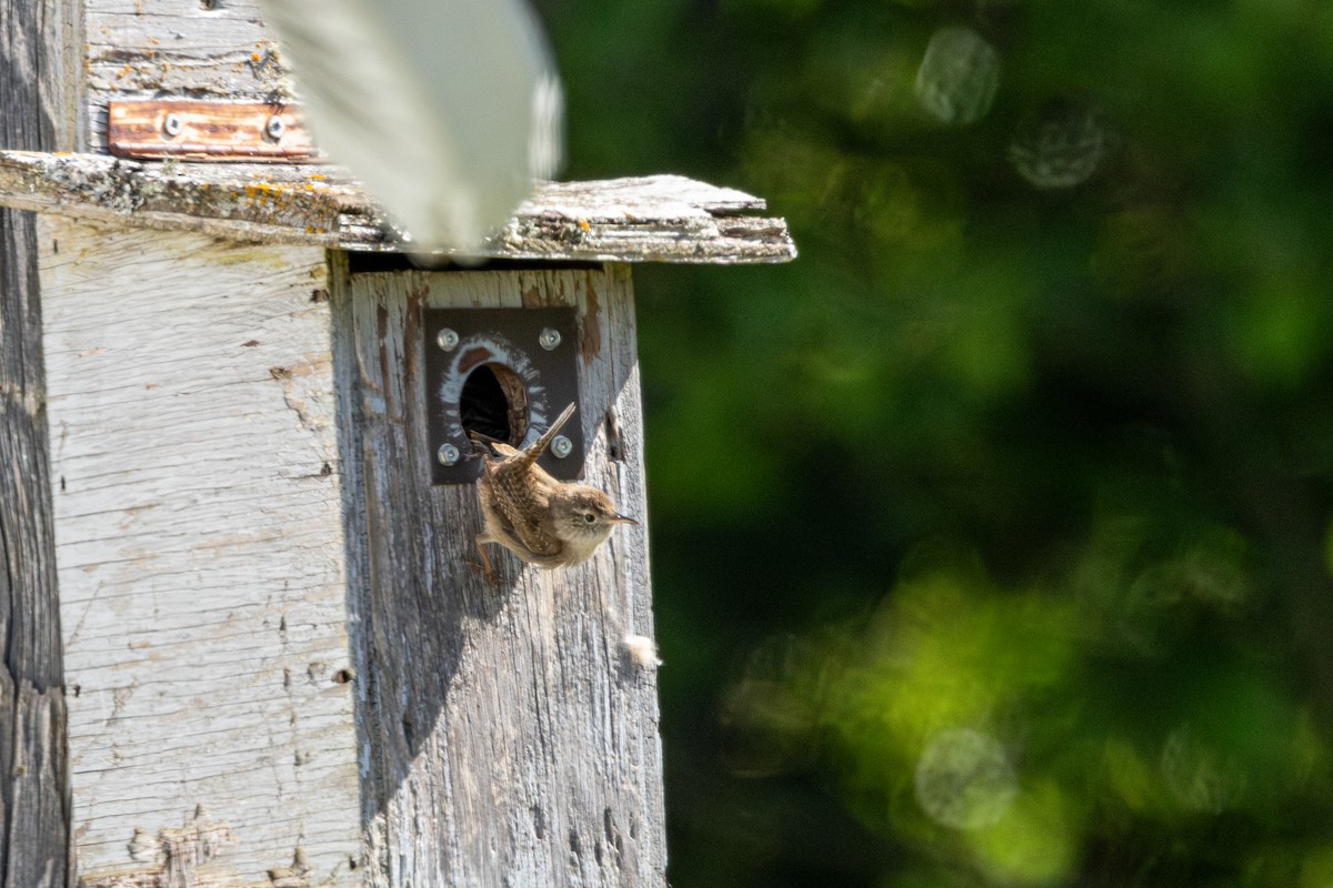 Northern House Wren - ML646436523