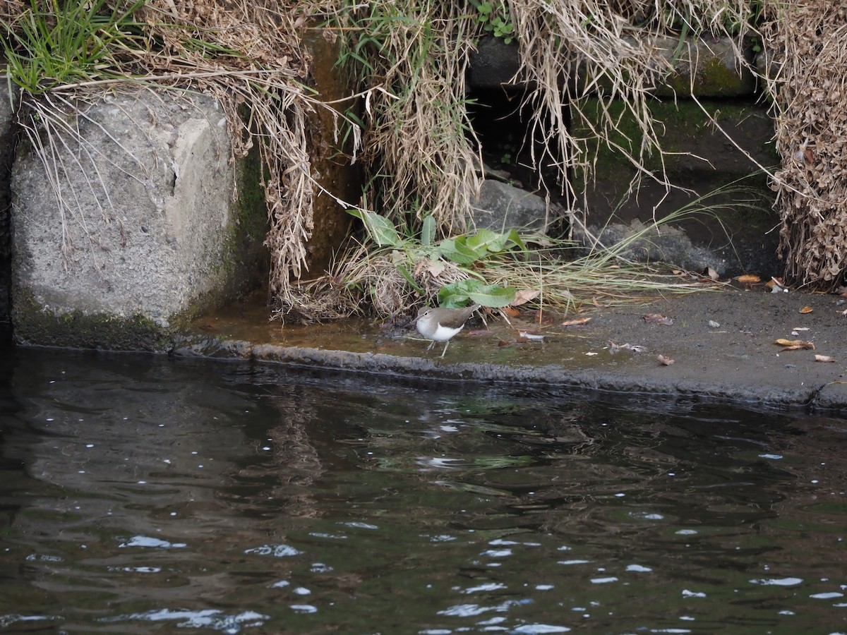 Flussuferläufer - ML646436525