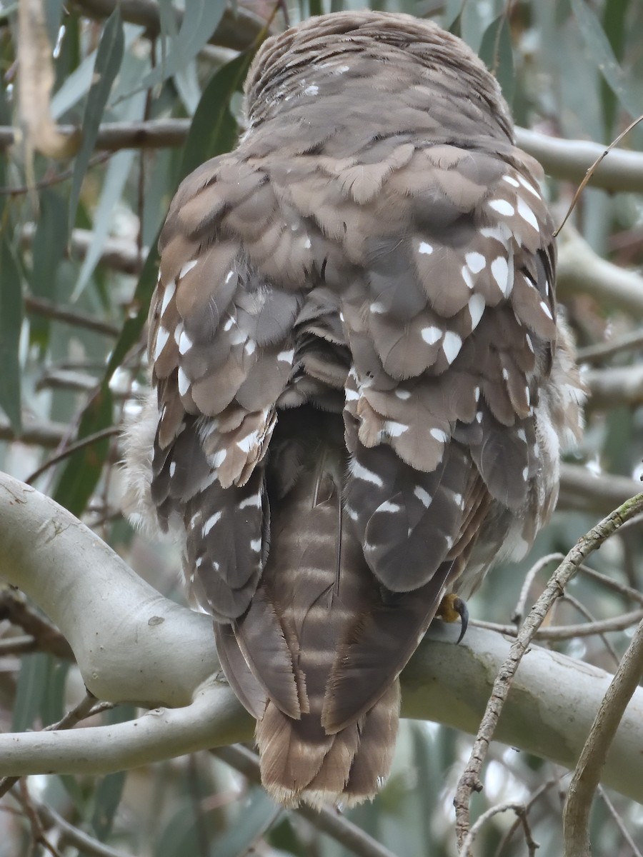 Barking Owl - ML646436527