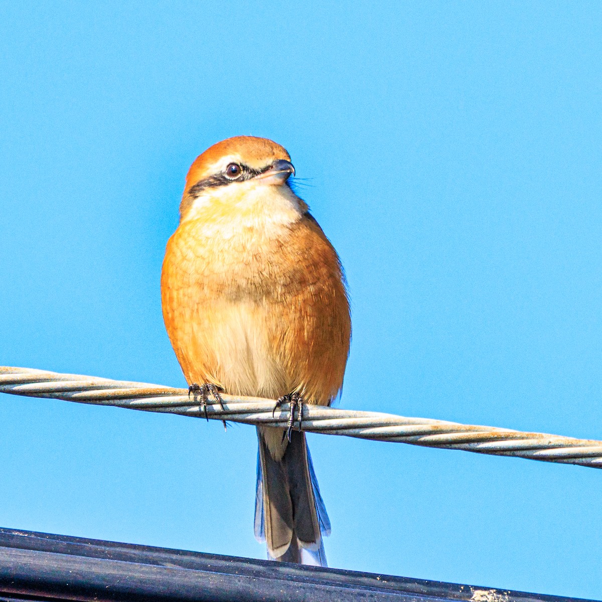 Bull-headed Shrike - ML646436528