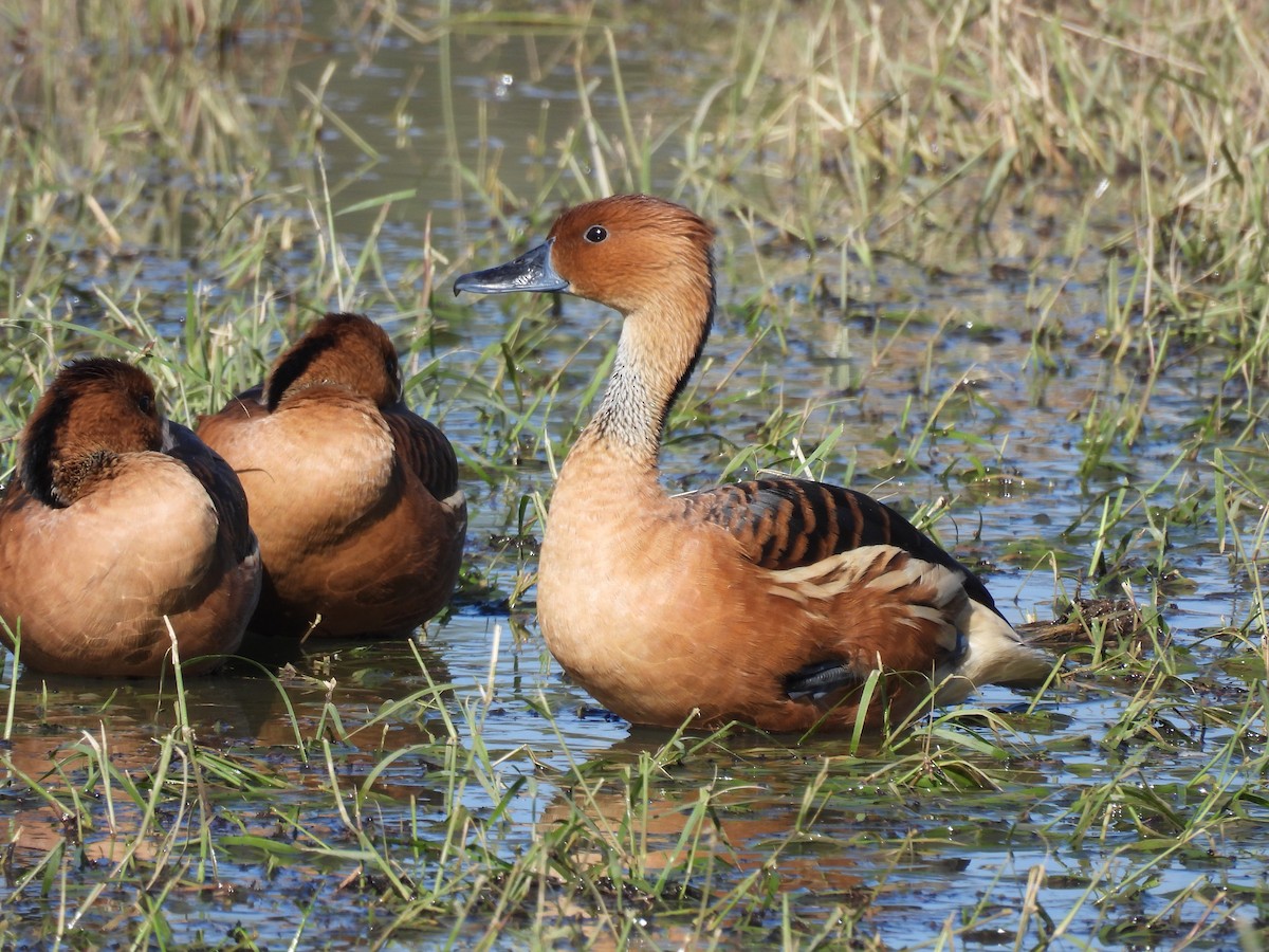 Fulvous Whistling-Duck - ML646436529