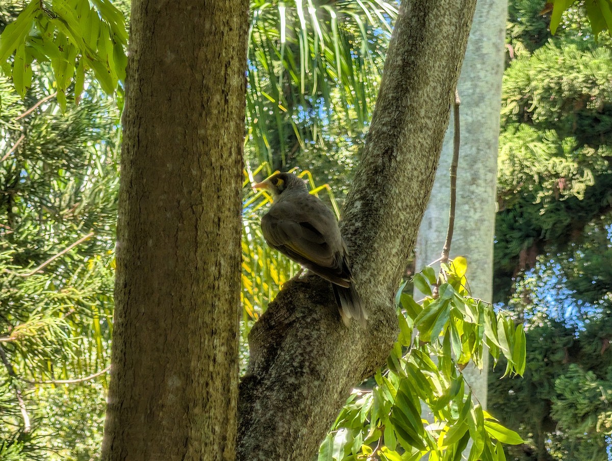 Noisy Miner - ML646436531