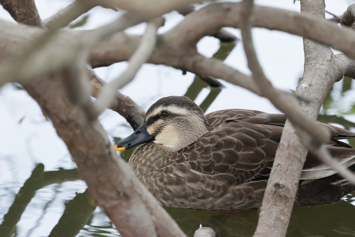 Eastern Spot-billed Duck - ML646436532