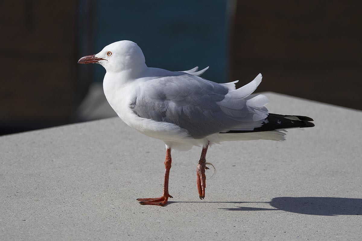 Silver Gull - ML646436533