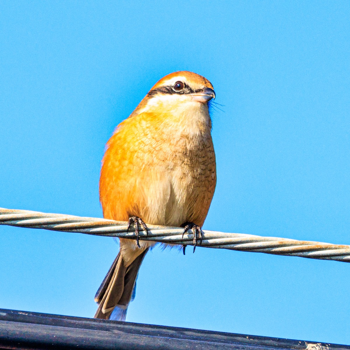 Bull-headed Shrike - ML646436534