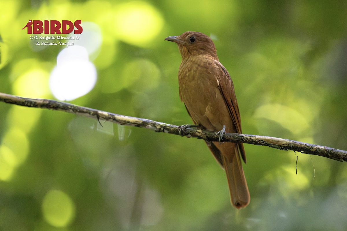 Rufous Piha - ML646436535