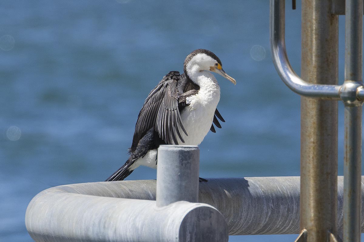 Pied Cormorant - ML646436536
