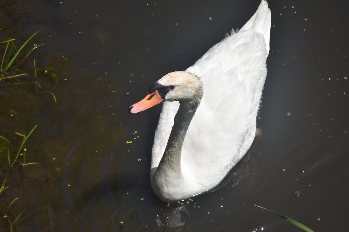 Mute Swan - ML646436537