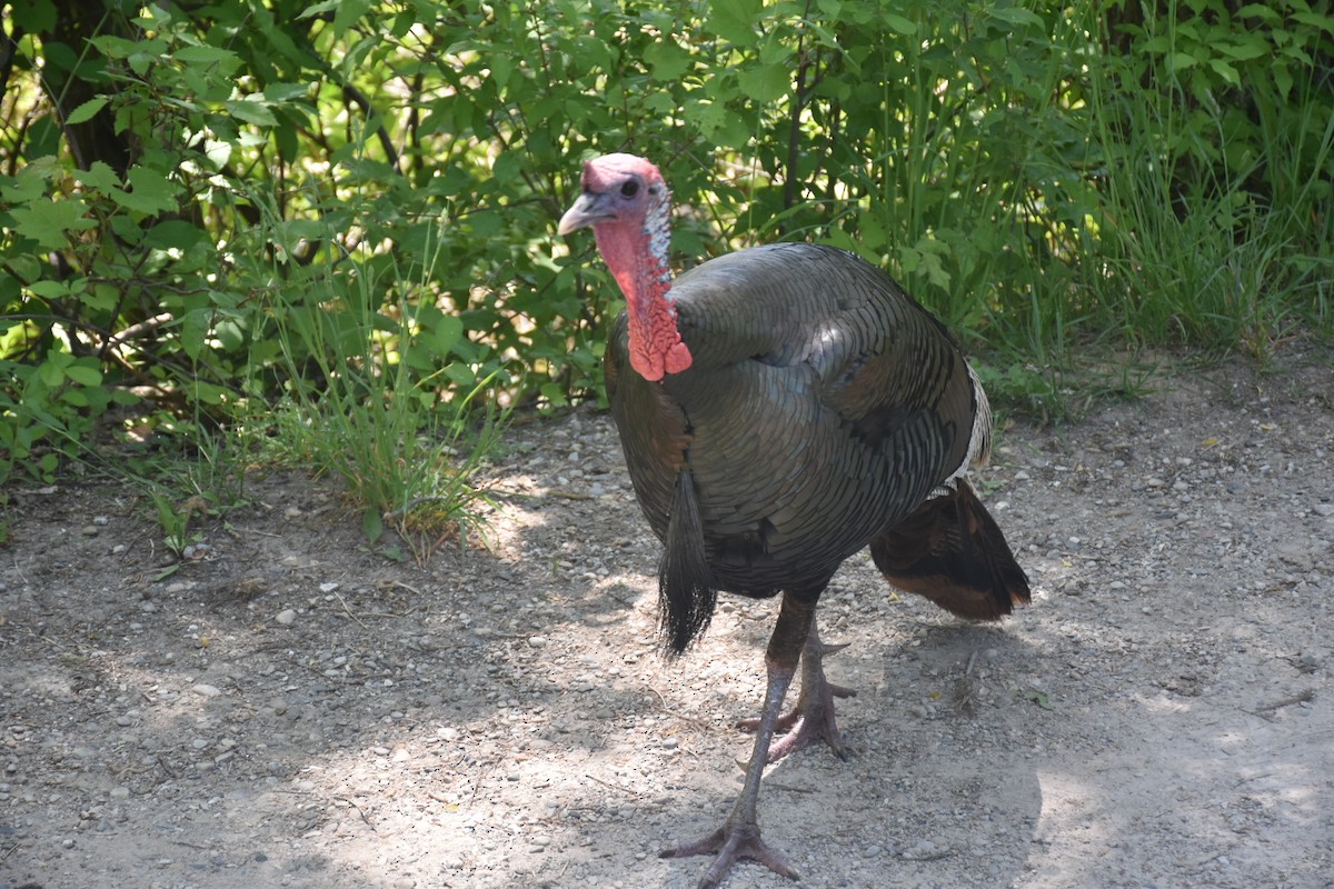 Wild Turkey - ML646436538