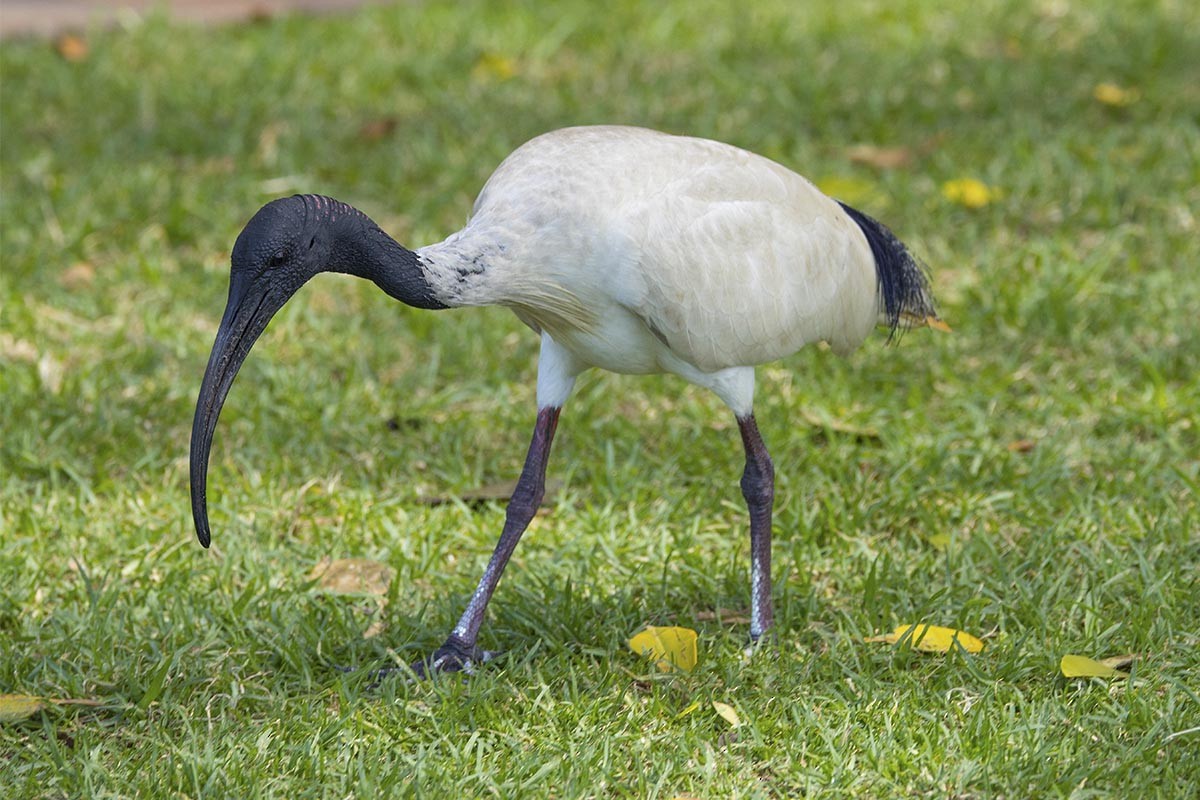 Australian Ibis - ML646436539
