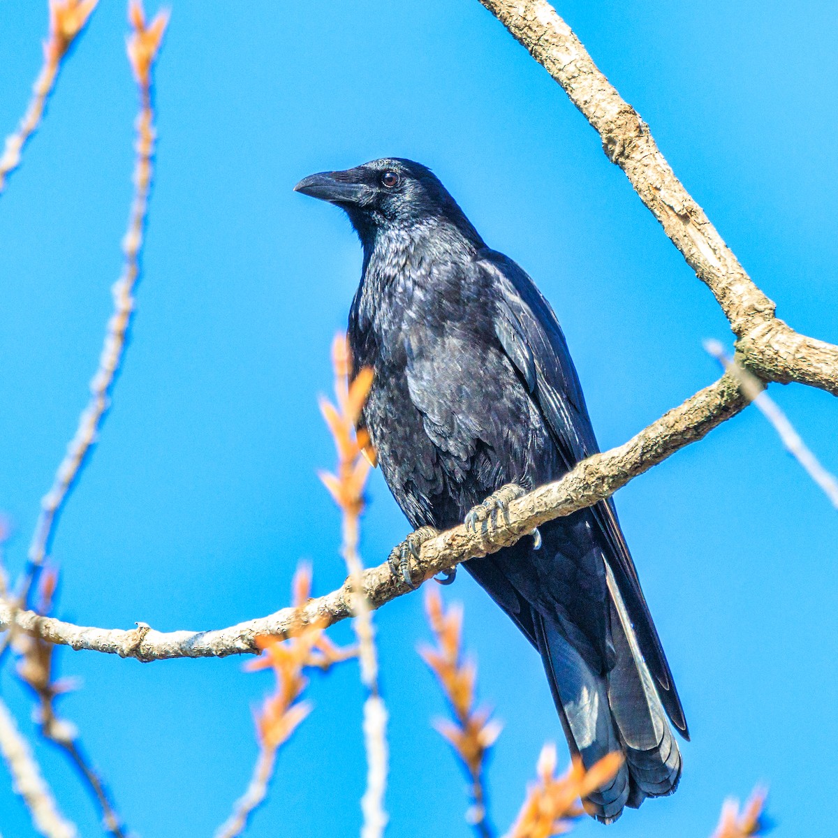 Carrion Crow - ML646436540