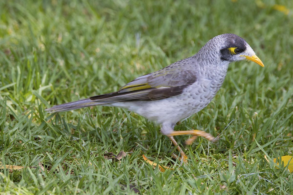 Noisy Miner - ML646436541
