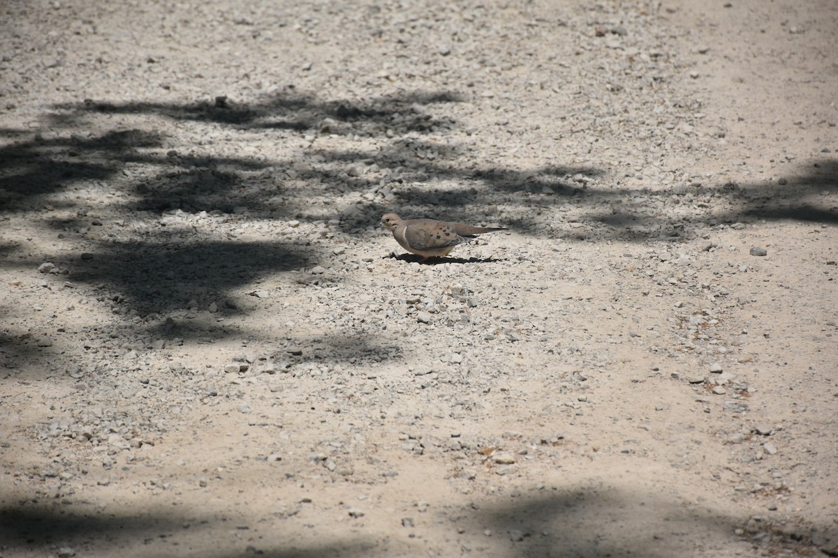 Mourning Dove - ML646436542