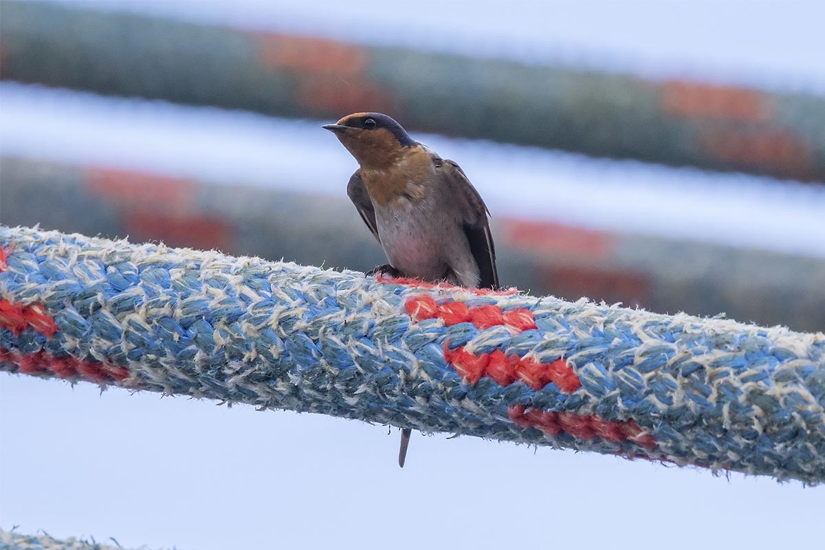 Welcome Swallow - ML646436543