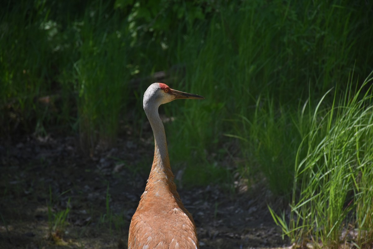 Sandhill Crane - ML646436544