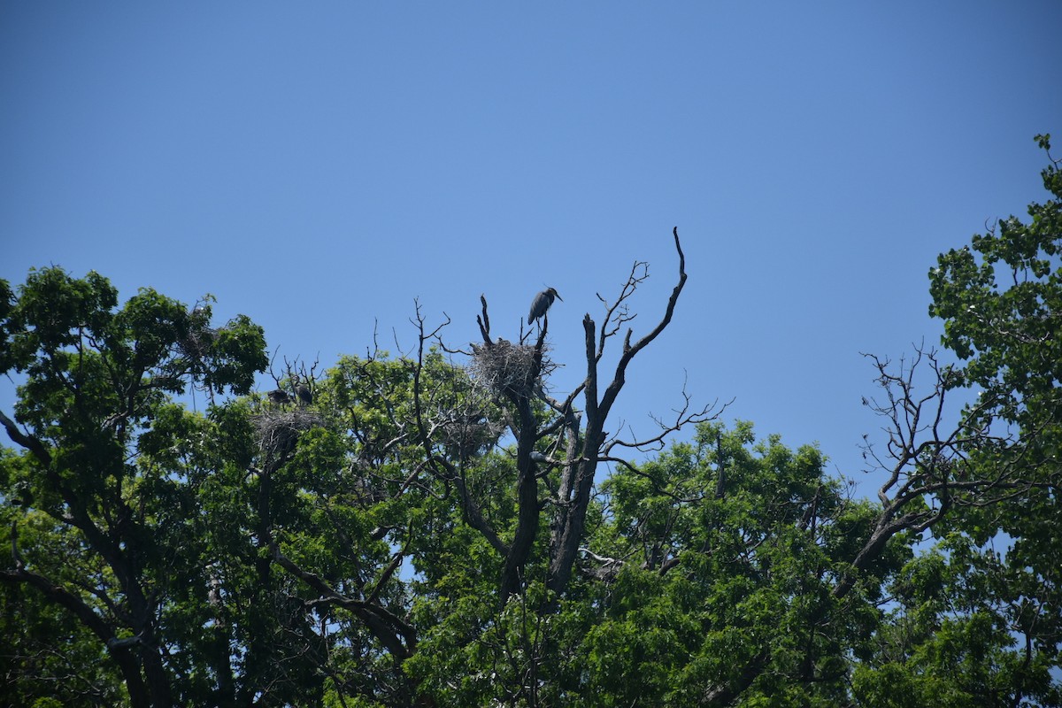 Great Blue Heron - ML646436546