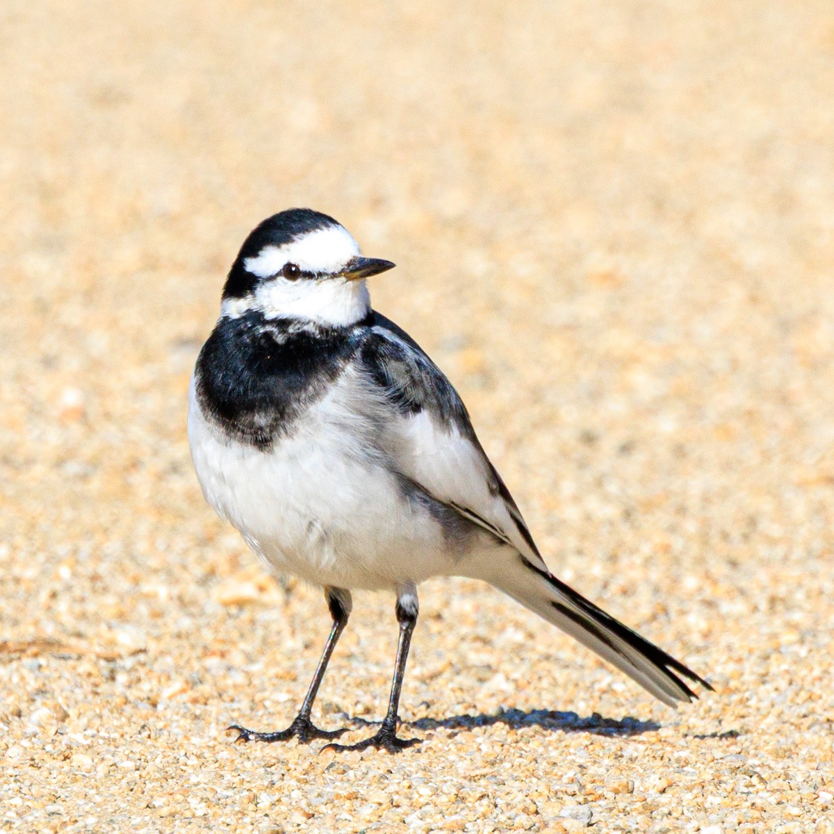 White Wagtail - ML646436547