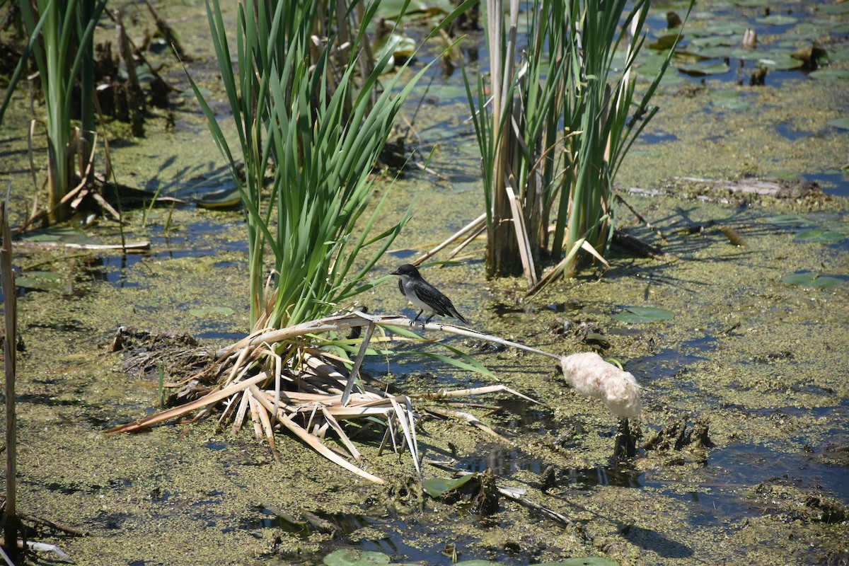 Eastern Kingbird - ML646436548