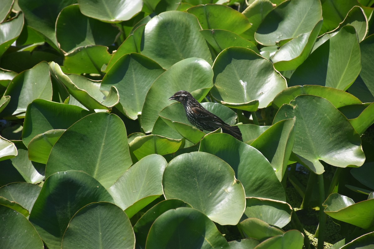 Red-winged Blackbird - ML646436559
