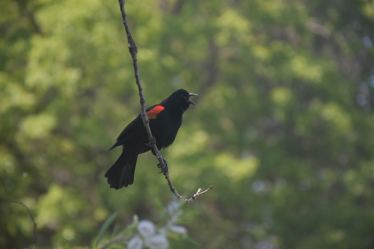 Red-winged Blackbird - ML646436560