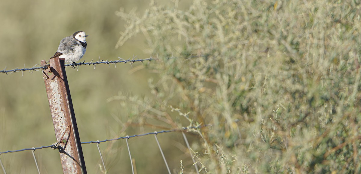White-fronted Chat - ML646436561