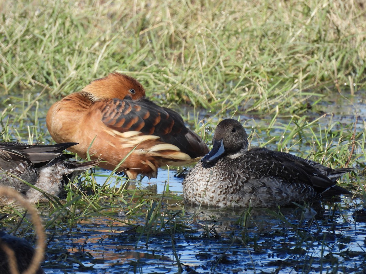 Fulvous Whistling-Duck - ML646436562