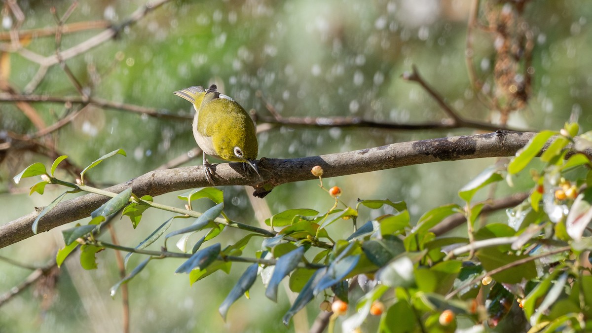 Warbling White-eye - ML646436563