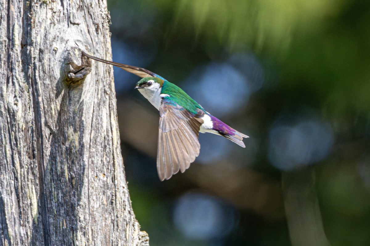 Violet-green Swallow - ML646436564