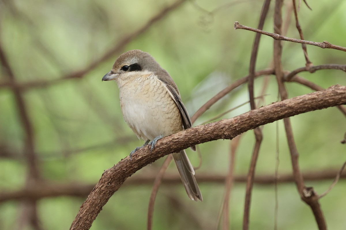 Brown Shrike - ML646436565