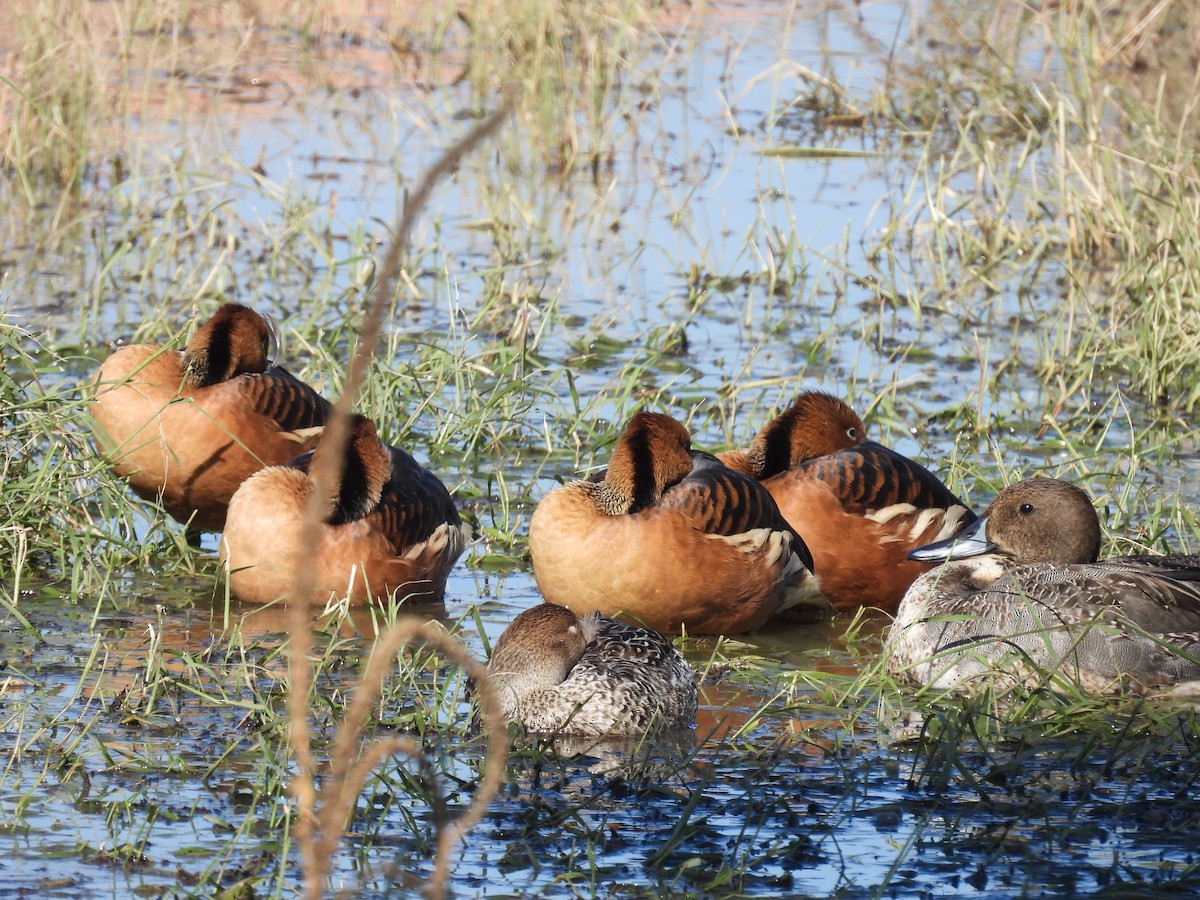 Fulvous Whistling-Duck - ML646436566