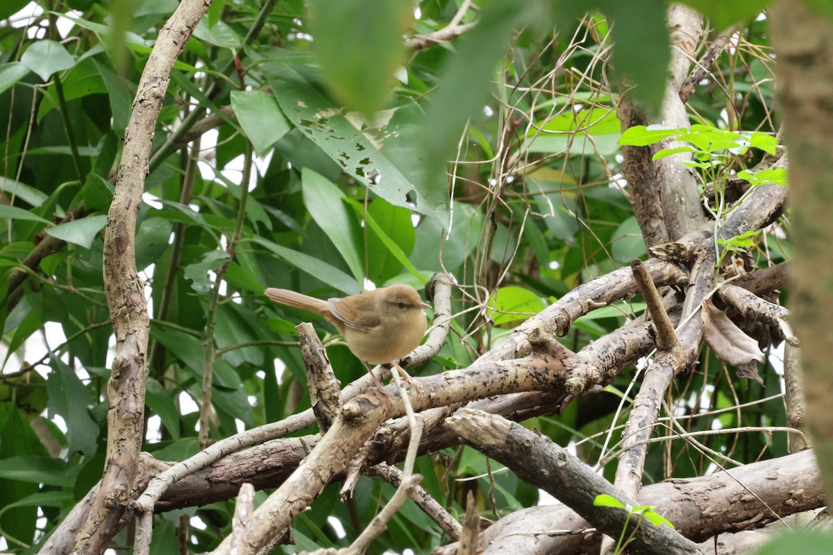 Manchurian Bush Warbler - ML646436567