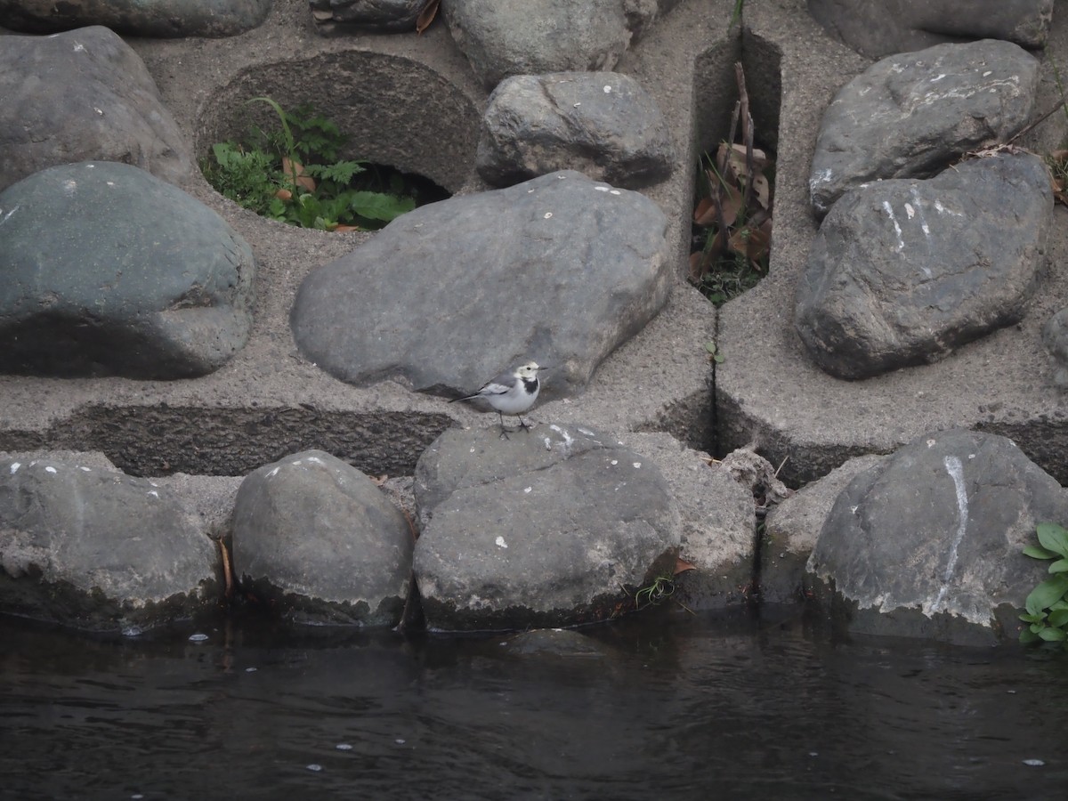 White Wagtail - ML646436571