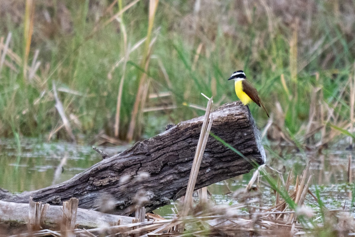 Great Kiskadee - ML646436575