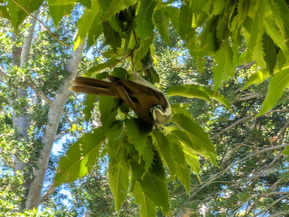 Blue-faced Honeyeater - ML646436583
