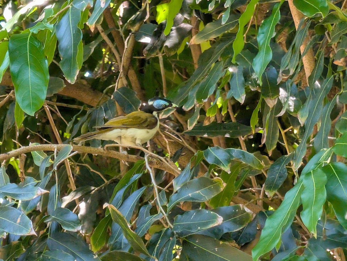 Blue-faced Honeyeater - ML646436584