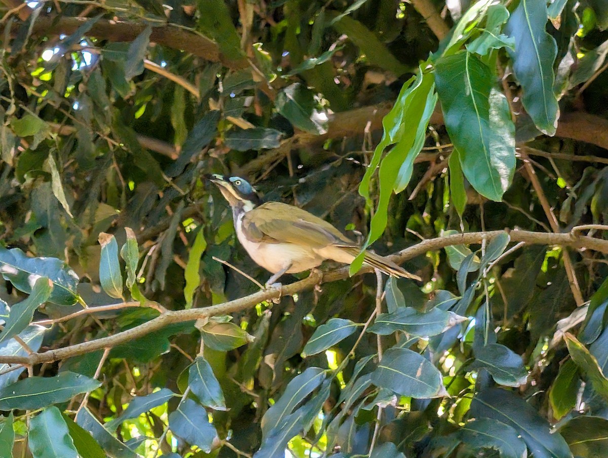 Blue-faced Honeyeater - ML646436585