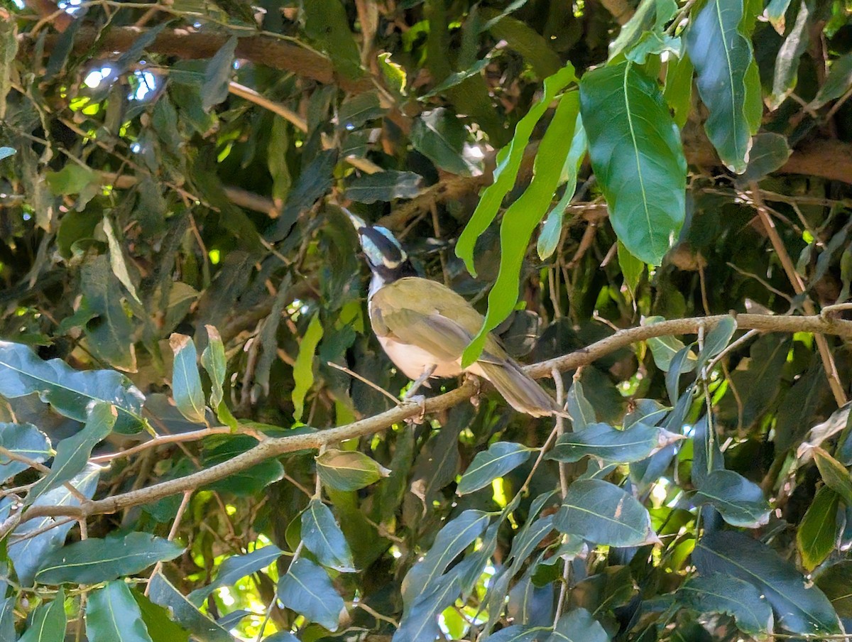 Blue-faced Honeyeater - ML646436586