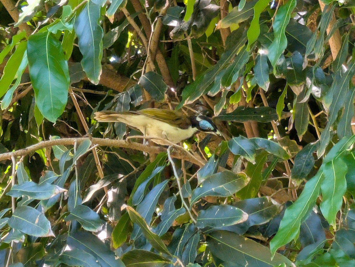 Blue-faced Honeyeater - ML646436587