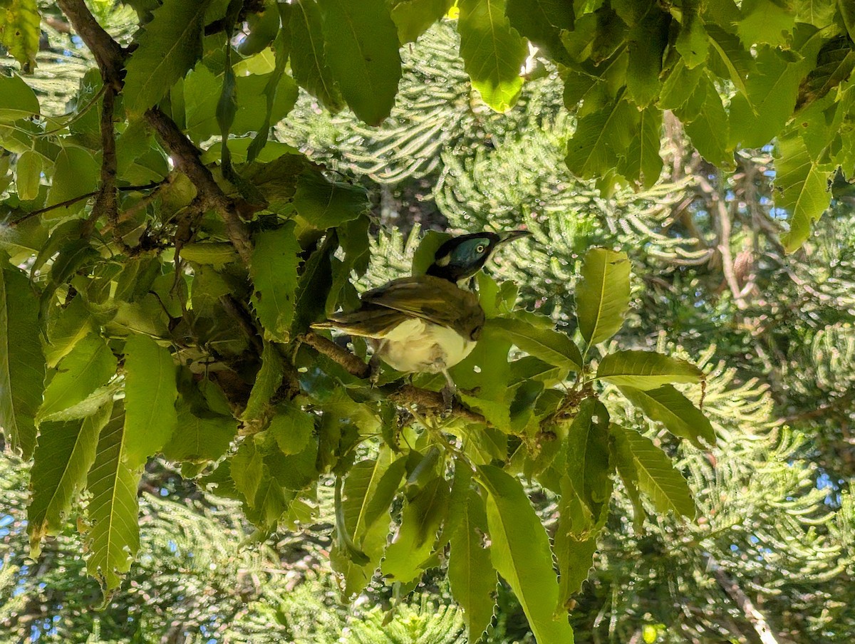 Blue-faced Honeyeater - ML646436588