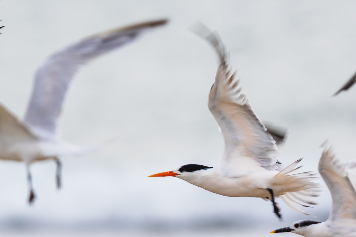 rybák západní - ML646436590