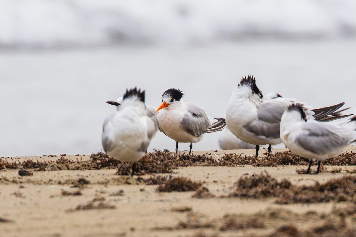 rybák západní - ML646436591