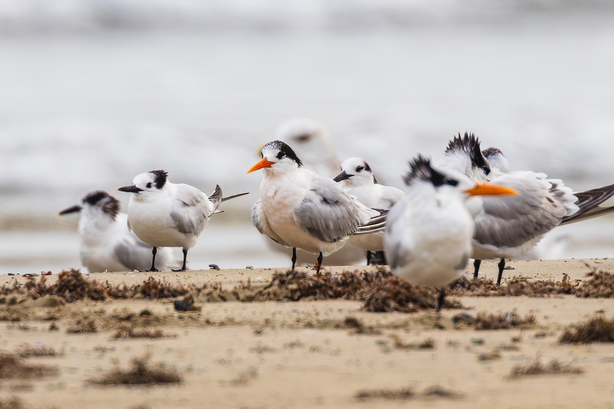 rybák západní - ML646436592